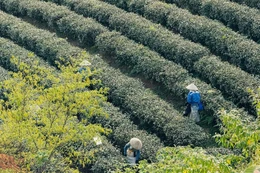 Hành trình xanh hóa đất đồi, giúp người dân miền núi Quảng Ninh "đổi đời"