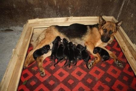 Nuôi GSD làm kinh tế cũng thu được lãi lớn (Ảnh: VSV) Nuôi GSD làm kinh tế cũng thu được lãi lớn (Ảnh: VSV)