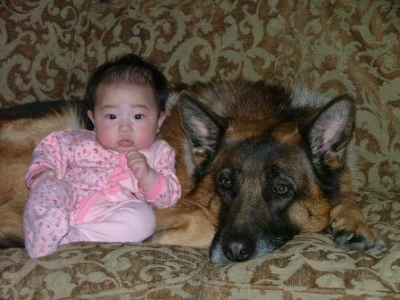 GSD được mến mộ bởi những đặc tính nổi trội như thông minh, điềm đạm và linh hoạt, dũng cảm, trung thành, biết nghe lời và dễ dạy bảo. (Ảnh: Trại GSD tại Đức cung cấp) GSD được mến mộ bởi những đặc tính nổi trội như thông minh, điềm đạm và linh hoạt, dũng cảm, trung thành, biết nghe lời và dễ dạy bảo. (Ảnh: Trại GSD tại Đức cung cấp)