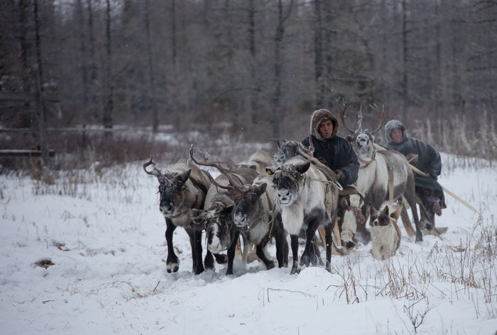 Trang trại nuôi hươu của gia đình ông Vasily Nikolaevich