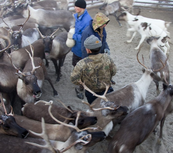 Trang trại nuôi hươu của gia đình ông Vasily Nikolaevich
