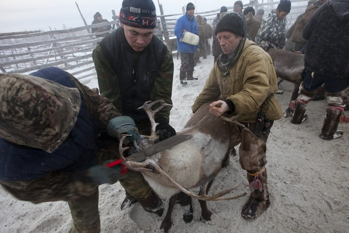 Trang trại nuôi hươu của gia đình ông Vasily Nikolaevich