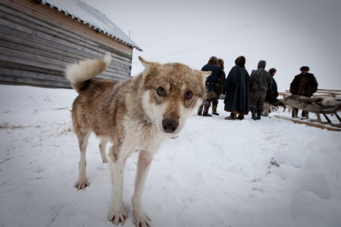 Trang trại nuôi hươu của gia đình ông Vasily Nikolaevich