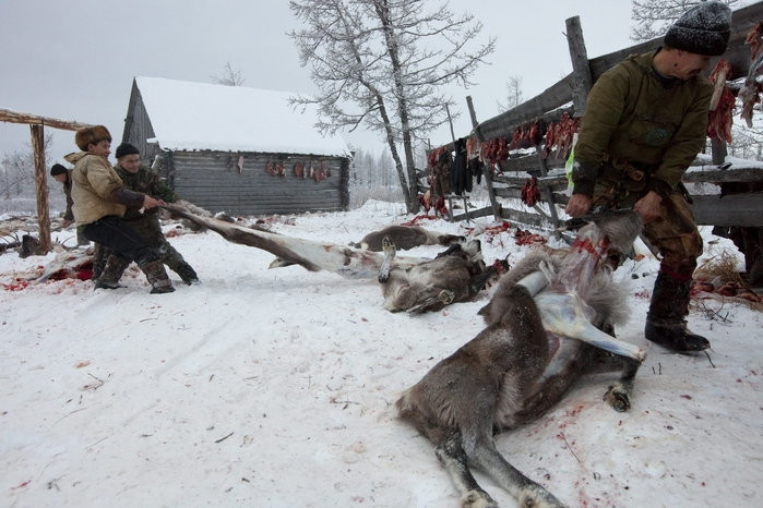 Trang trại nuôi hươu của gia đình ông Vasily Nikolaevich