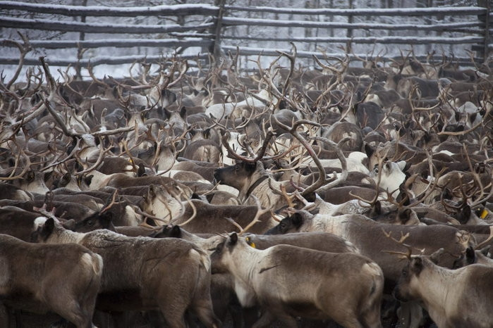 Trang trại nuôi hươu của gia đình ông Vasily Nikolaevich