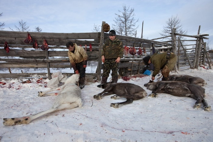 Trang trại nuôi hươu của gia đình ông Vasily Nikolaevich