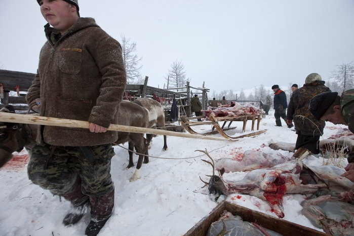 Trang trại nuôi hươu của gia đình ông Vasily Nikolaevich