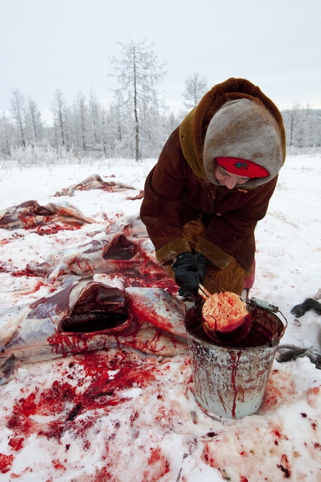 Trang trại nuôi hươu của gia đình ông Vasily Nikolaevich