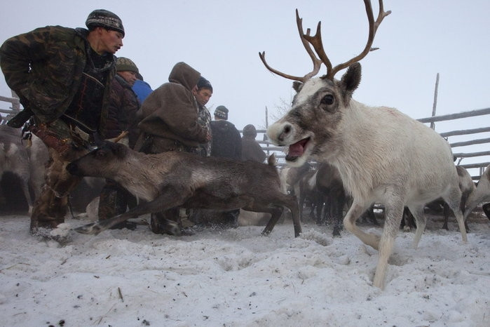Trang trại nuôi hươu của gia đình ông Vasily Nikolaevich