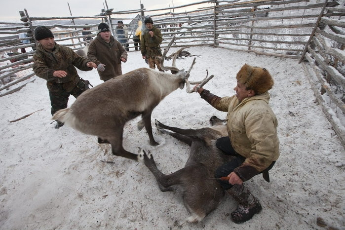 Trang trại nuôi hươu của gia đình ông Vasily Nikolaevich