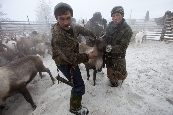 Trang trại nuôi hươu của gia đình ông Vasily Nikolaevich
