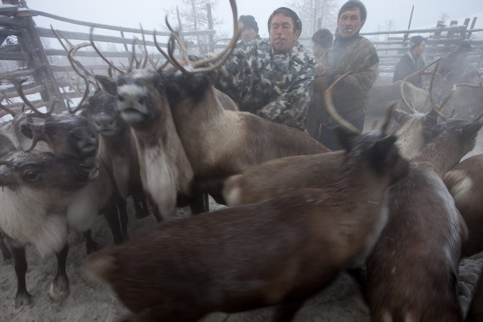 Trang trại nuôi hươu của gia đình ông Vasily Nikolaevich