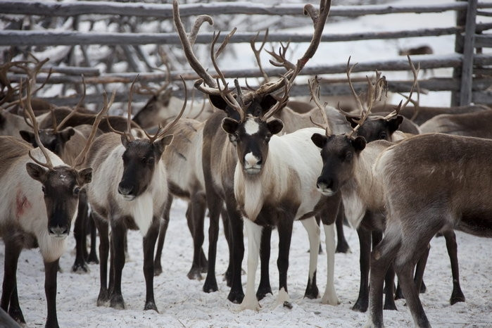 Trang trại nuôi hươu của gia đình ông Vasily Nikolaevich