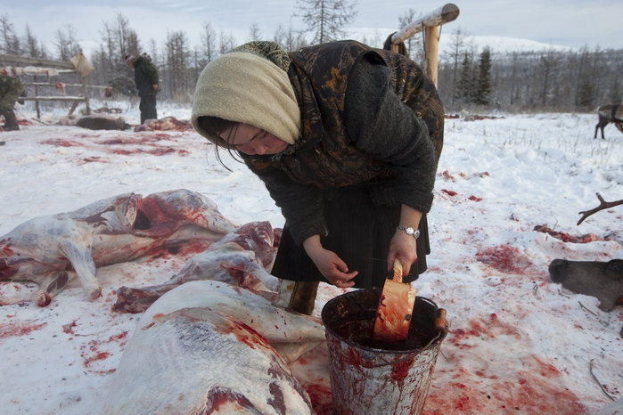 Trang trại nuôi hươu của gia đình ông Vasily Nikolaevich