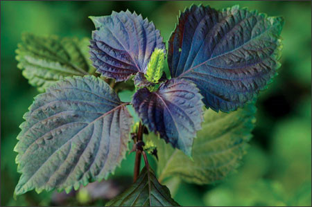 Cây tía tô Cây tía tô