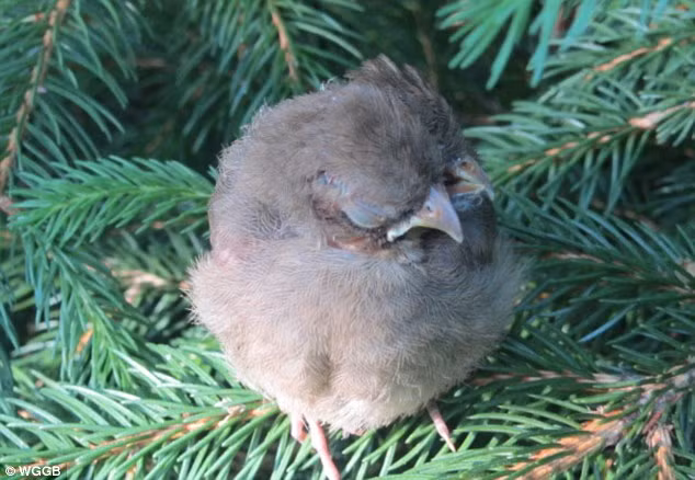 ...Cơ hội sống sót của con chim này khá mong manh vì nó khó có khả năng tự ăn được.