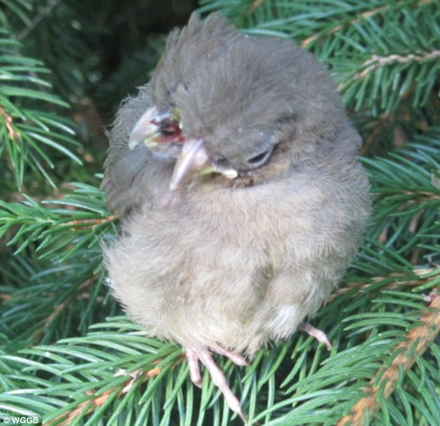 Nhìn con chim thật tội nghiệp...