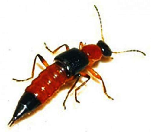 Kiến ba khoang đuôi nhọn Kiến ba khoang đuôi nhọn