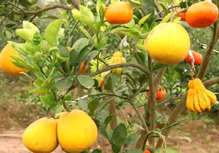 Năm loại quả gồm bưởi, cam, phật thủ, quýt, quất cùng mọc trên một cây, được cho là sẽ mang lại may mắn và sự thịnh vượng cho gia chủ.