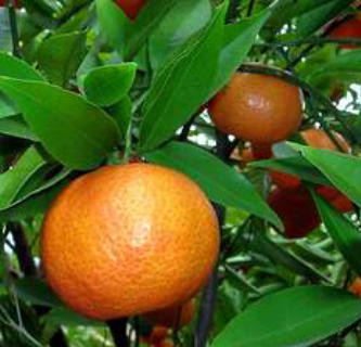 Quả quýt chín. Quả quýt chín.