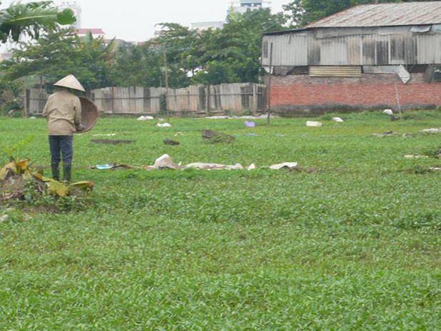 Giá rau tại làng rau thì rẻ, còn người Hà Nội phải mua với giá quá “chát”. Ảnh: N.THU Giá rau tại làng rau thì rẻ, còn người Hà Nội phải mua với giá quá “chát”. Ảnh: N.THU