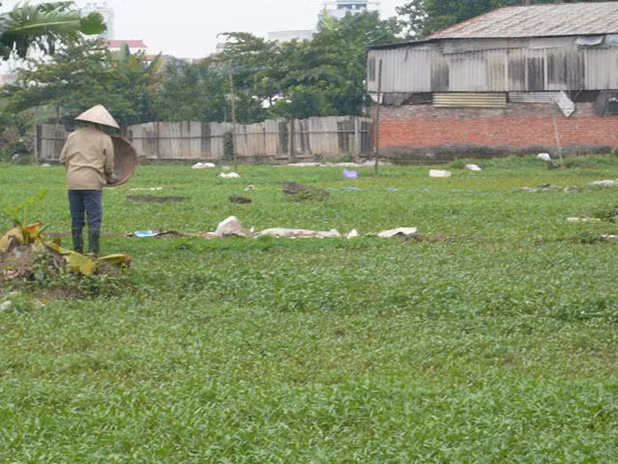 Giá rau tại làng rau thì rẻ, còn người Hà Nội phải mua với giá quá “chát”. Ảnh: N.THU