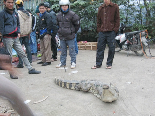 Một con sấu chuẩn bị "lên thớt" Một con sấu chuẩn bị "lên thớt"