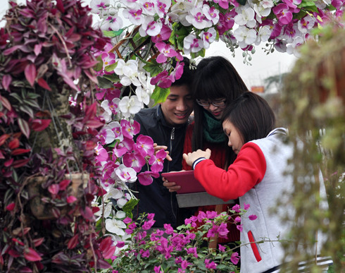 Ngày vắng, mỗi vườn cũng thu hút tới cả trăm lượt khách vào thăm quan, chụp ảnh. Ảnh: Anh Quân Ngày vắng, mỗi vườn cũng thu hút tới cả trăm lượt khách vào thăm quan, chụp ảnh. Ảnh: Anh Quân