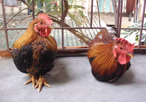 Đặt hai con gà: Gà Yên Thế và gà Trung Quốc cạnh nhau, không thể phân biệt được sự khác nhau. Ảnh minh họa