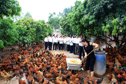 Nguồn cung gà Yên Thế có thể đảm bảo cho tiêu dùng vào dịp tết Quý tỵ 2013. Ảnh minh họa