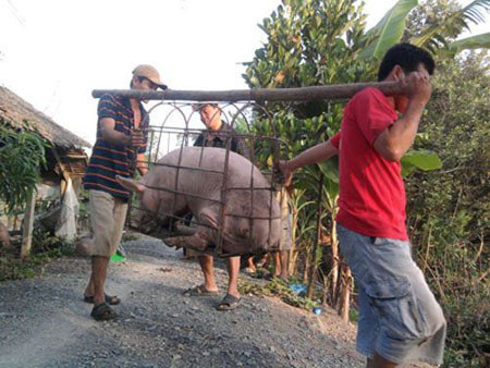 Lợn quá lứa đang được thương lái Trung Quốc thu gom mạnh. Lợn quá lứa đang được thương lái Trung Quốc thu gom mạnh.