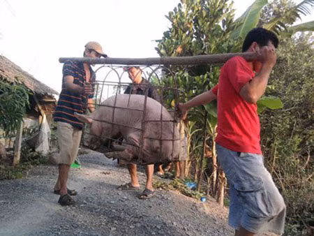 Lợn quá lứa đang được thương lái Trung Quốc thu gom mạnh.