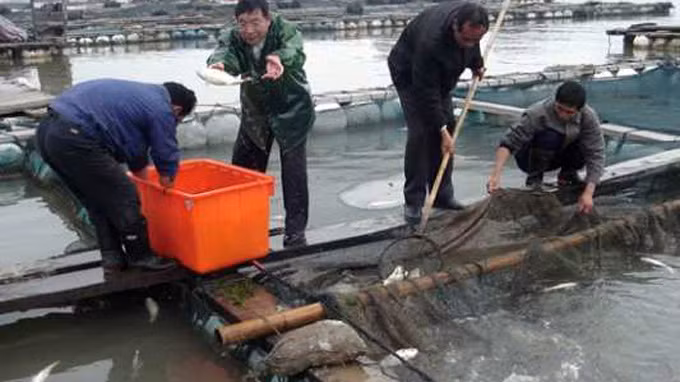 Nuôi cá bè ở Trung Quốc - Ảnh: AFP