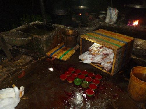 Lò giết mổ bẩn của ông Nguyễn Như Phong với những chén huyết nằm la liệt dưới đất.