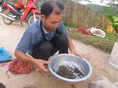 Anh Lưu Văn Thắng - một đầu mối thu mua đỉa ở thôn Đồng Hội, xã Đại Đình, huyện Tam Đảo, Vĩnh Phúc.