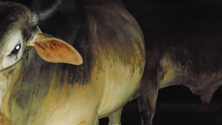 Con bò được bơm nước no căng trước khi mổ Con bò được bơm nước no căng trước khi mổ