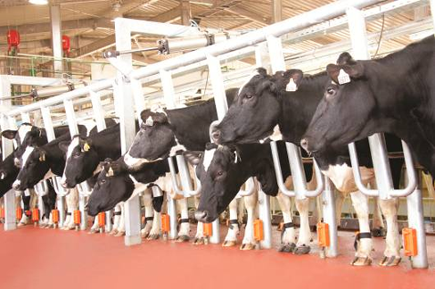 Những nàng bò ở TH được chăm sóc như bà hoàng Những nàng bò ở TH được chăm sóc như bà hoàng