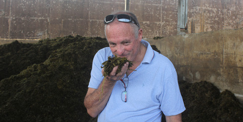 Hanan nếm cả thức ăn của bò Hanan nếm cả thức ăn của bò