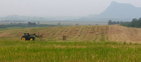Đồng cỏ nguyên liệu cho bò Đồng cỏ nguyên liệu cho bò