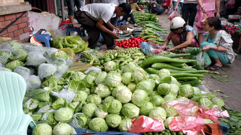 Người nông dân vất vả, rủi ro rình rập nhưng giá bán rau luôn ở mức rẻ bèo. Người nông dân vất vả, rủi ro rình rập nhưng giá bán rau luôn ở mức rẻ bèo.