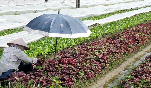 Về đến tay người tiêu dùng, giá rau đắt lên 6-7 lần so với giá mua tại chợ. Về đến tay người tiêu dùng, giá rau đắt lên 6-7 lần so với giá mua tại chợ.