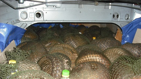 Tê tê được các đầu nậu vận chuyển bằng xế hộp đắt tiền. Tê tê được các đầu nậu vận chuyển bằng xế hộp đắt tiền.