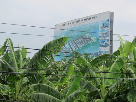 Trên đất dự án khu nhà ở Minh Đức, người dân đang tranh thủ trồng chuối Trên đất dự án khu nhà ở Minh Đức, người dân đang tranh thủ trồng chuối