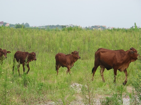 Mặc dù chỉ là bãi đất hoang nhưng từ đầu năm 2011, đã có hàng trăm nhà đầu tư góp vốn mua dự án này. Tuy nhiên, nhìn cảnh đàn bò thản nhiên rong chơi trên đất của dự án Minh Giang nhiều nhà đầu tư không khỏi "buốt ruột" khi tiền tỷ bỏ ra chỉ để cho bò hưởng lợi Mặc dù chỉ là bãi đất hoang nhưng từ đầu năm 2011, đã có hàng trăm nhà đầu tư góp vốn mua dự án này. Tuy nhiên, nhìn cảnh đàn bò thản nhiên rong chơi trên đất của dự án Minh Giang nhiều nhà đầu tư không khỏi "buốt ruột" khi tiền tỷ bỏ ra chỉ để cho bò hưởng lợi