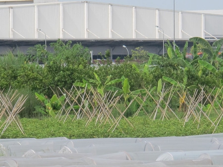 Tại các dự án chưa giải phóng mặt bằng, người dân đang tranh thủ trồng trọt hoa màu, chăn nuôi gia súc Tại các dự án chưa giải phóng mặt bằng, người dân đang tranh thủ trồng trọt hoa màu, chăn nuôi gia súc