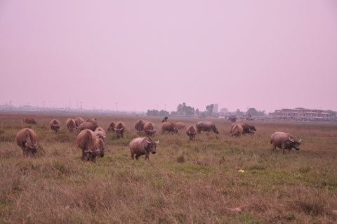 Một góc dự án Nam An Khánh đang làm bãi thả bò Một góc dự án Nam An Khánh đang làm bãi thả bò