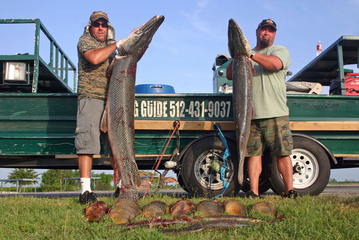 Cá sấu mõm dài Alligator Gar