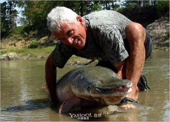 Cá sấu mõm dài Alligator Gar