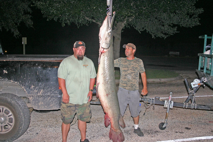 Cá sấu mõm dài Alligator Gar