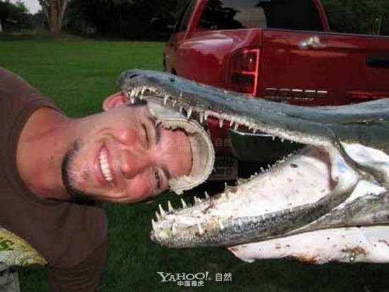 Cá sấu mõm dài Alligator Gar